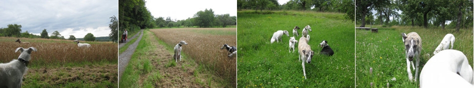 Impulskontrolle Übungen für den Hund