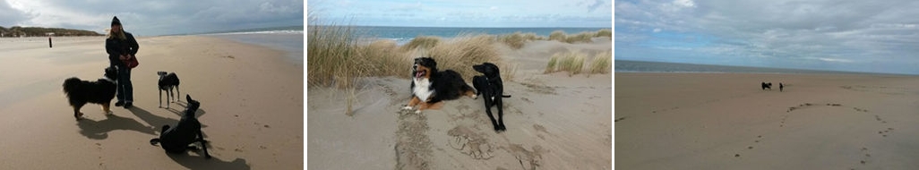 Urlaub mit Hund in Holland