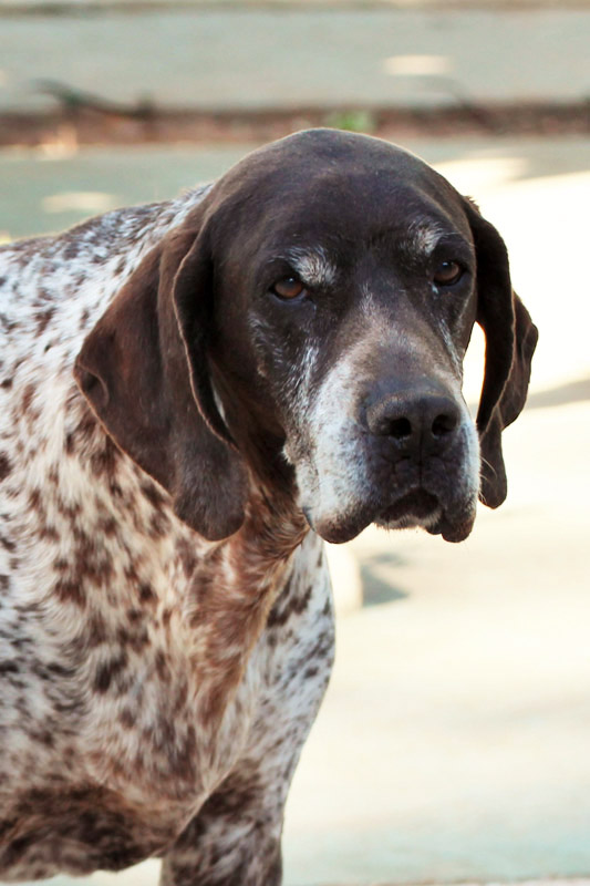 Hund Adrian, Rüde - Rasse: Deutsch Kurzhaar (Braque) - Braque du Bourbonnais