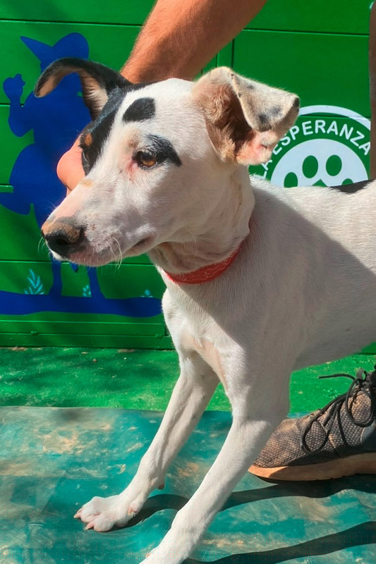 Hund Anna - Rasse: Bodeguero-Mischling