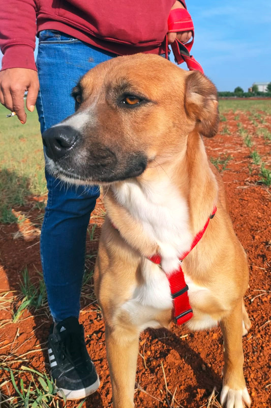 Hund Aqua - Rasse: Schäferhund-Mischling