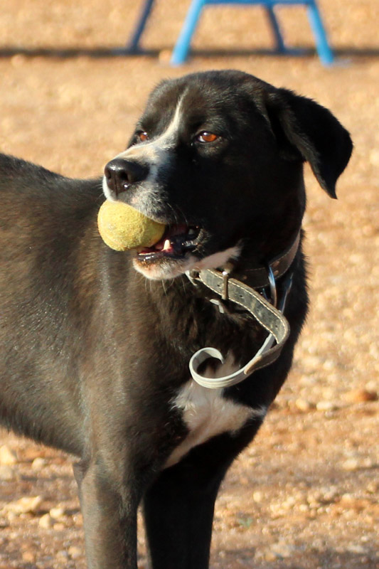 Hund Ares - Rasse: Mischling