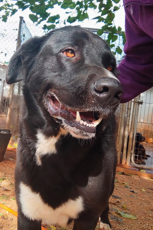 Hund Arlo - Rasse: großer Mischling