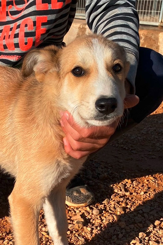 Hund Arturo, Rüde - Rasse: Husky-Mischling