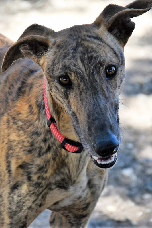 Hund Baku, Rüde - Rasse: Galgo