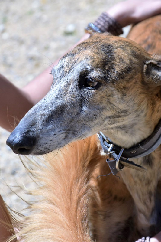 Hund Balu, Rüde - Rasse: Galgo Espanol