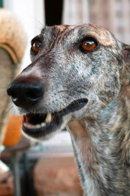 Hund Bandera, Hündin - Rasse: Galgo