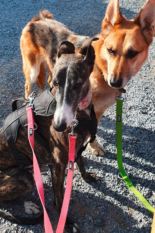 Hund Bola, Hündin - Rasse: Galgo Espanol