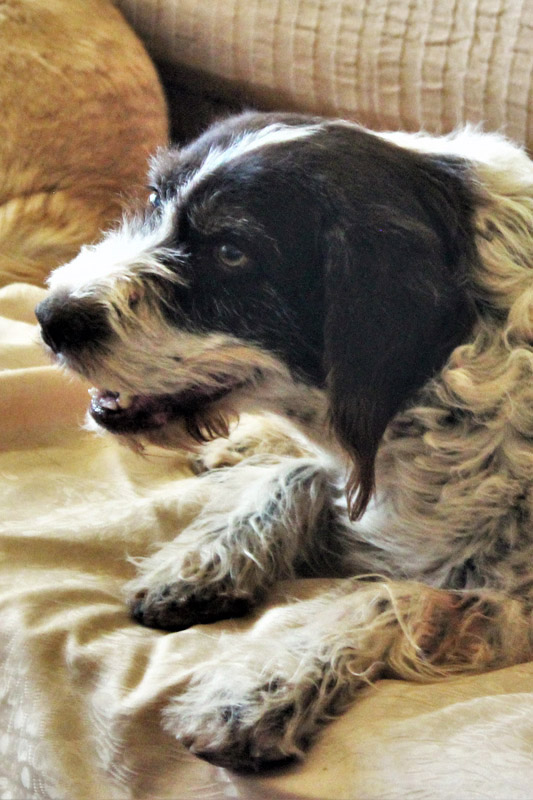 Hund Buffy, Hündin - Rasse: Mischling