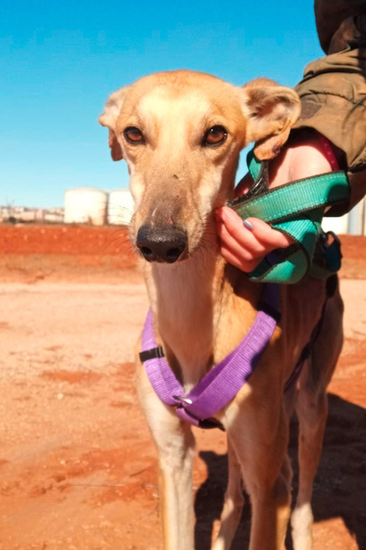 Hund Caillou, Rüde - Rasse: Galgo