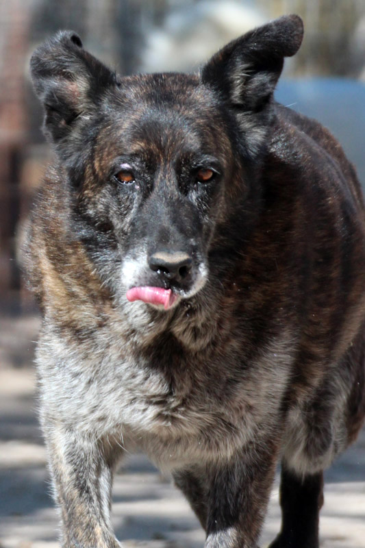 Hund Coco, Rüde - Rasse: Mischling