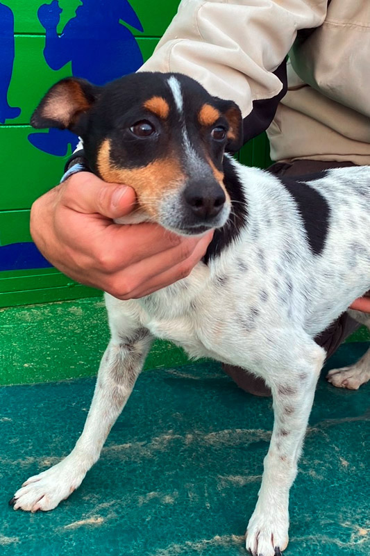 Hund Crispy - Rasse: Bodeguero-Mischling