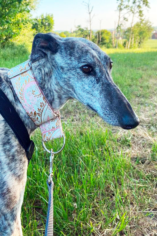 Hund Curra, Hündin - Rasse: Galgo