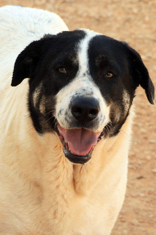 Hund Dama - Rasse: Großer Mischling