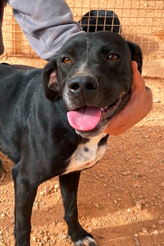 Hund Damon, Rüde - Rasse: Epagneul Breton-Mischling