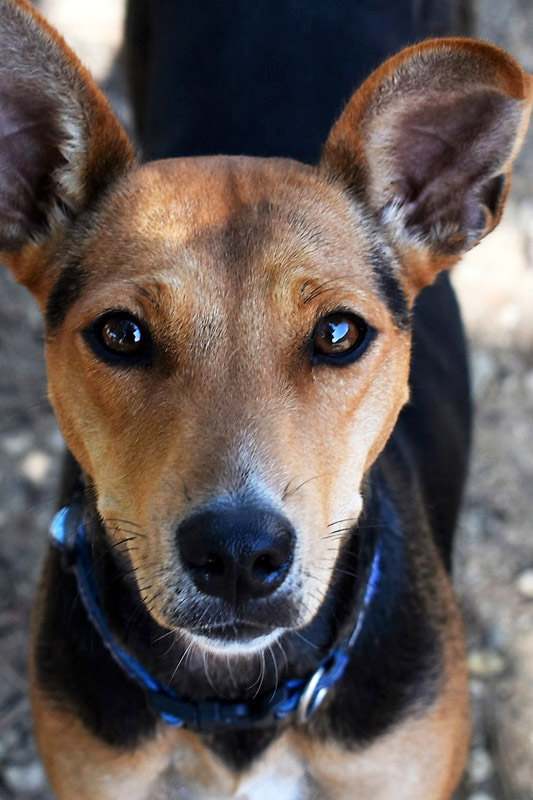 Hund Dana - Rasse: Mischling