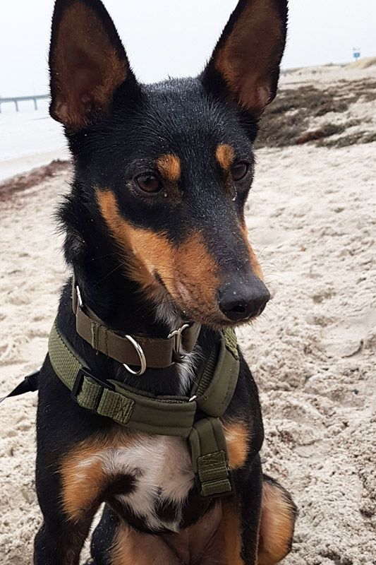 Hund Desiré, Hündin - Rasse: Podenco Orito