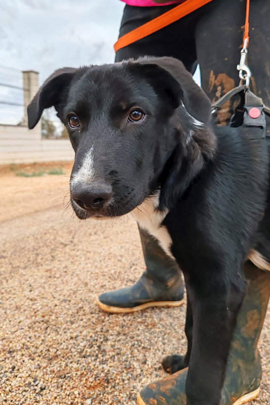 Hund Dinito, Rüde - Rasse: Labrador-Mischling