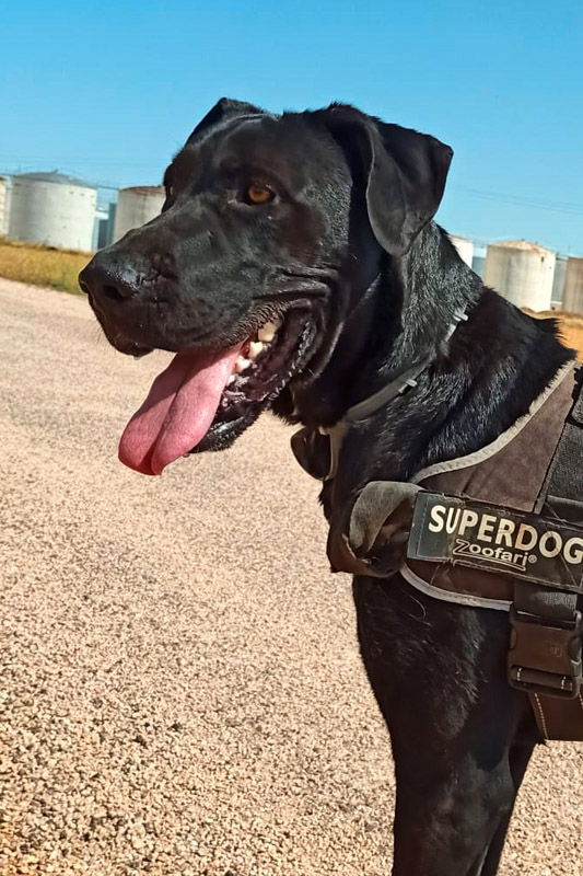 Hund Dira - Rasse: Deutsche Dogge