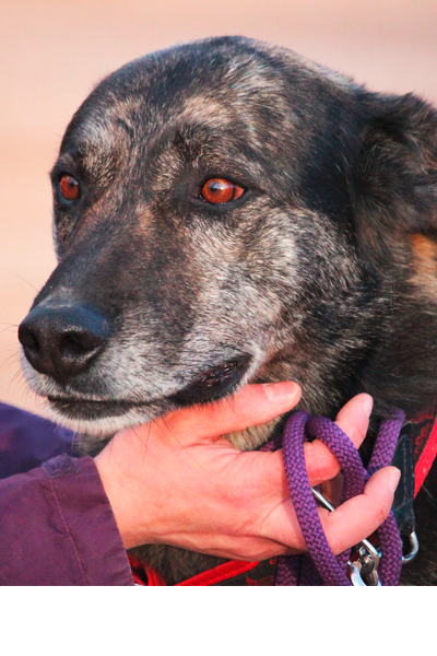 Hund Dixi, Rüde - Rasse: Mischling