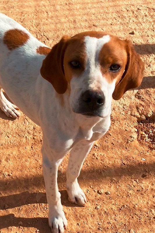 Hund Durky - Rasse: Pointer