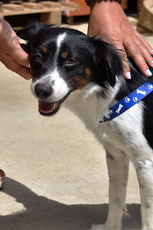 Hund Eros, Rüde - Rasse: Mischling