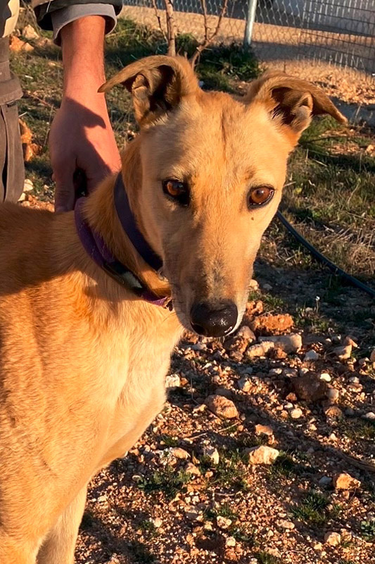 Hund Espirit, Rüde - Rasse: Greyhound