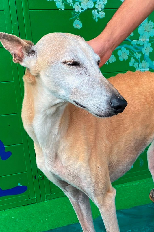 Hund Flaka, Hündin - Rasse: Galgo Espanol