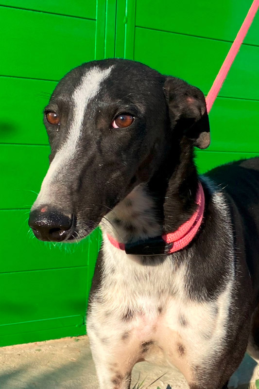 Hund Flas, Rüde - Rasse: Galgo Espanol