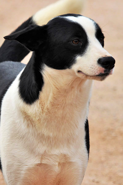 Hund Flik - Rasse: Mischling