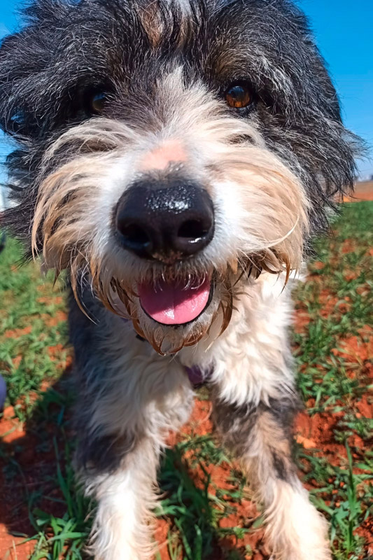 Hund Frodo - Rasse: Mischling