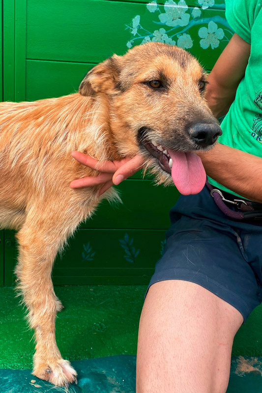 Hund Garfio, Rüde - Rasse: Mischling