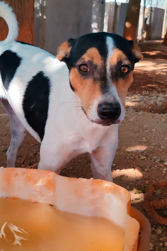 Hund Guera - Rasse: Bodeguero-Mischling
