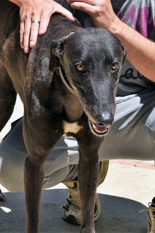 Hund Habana, Hündin - Rasse: Greyhound