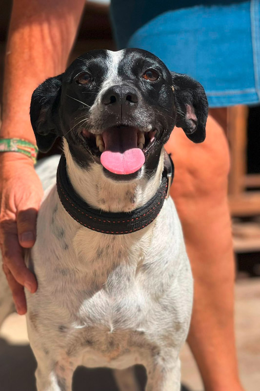 Hund Hada - Rasse: Mischling