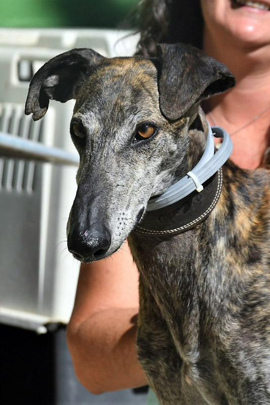 Hund Joschi, Rüde - Rasse: Galgo Espanol