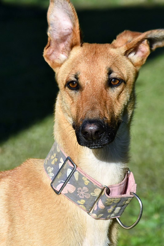 Hund Juka, Hündin - Rasse: Regalgo (Galgo-Mix)