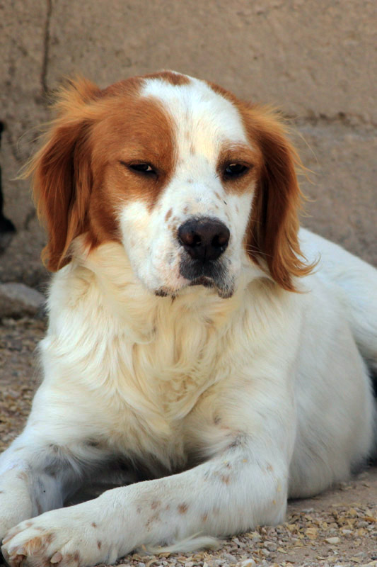 Hund Kiko - Rasse: Epagneul Breton