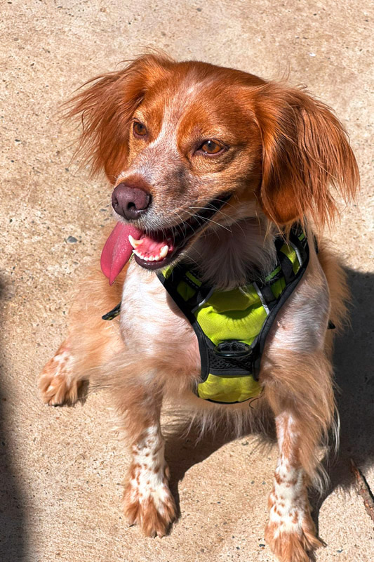 Hund Killa - Rasse: Epagneul Breton