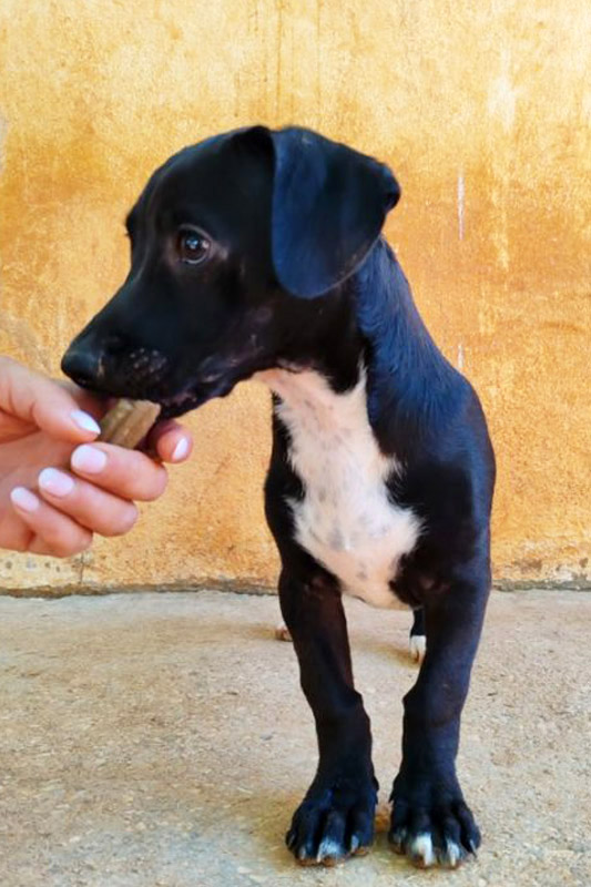 Hund Kuzko, Rüde - Rasse: Mischling