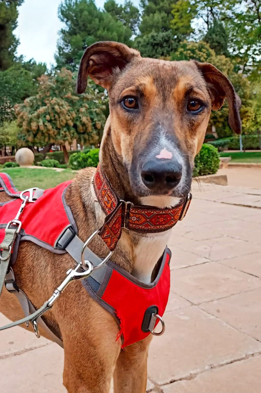 Hund Leti - Rasse: Mischling