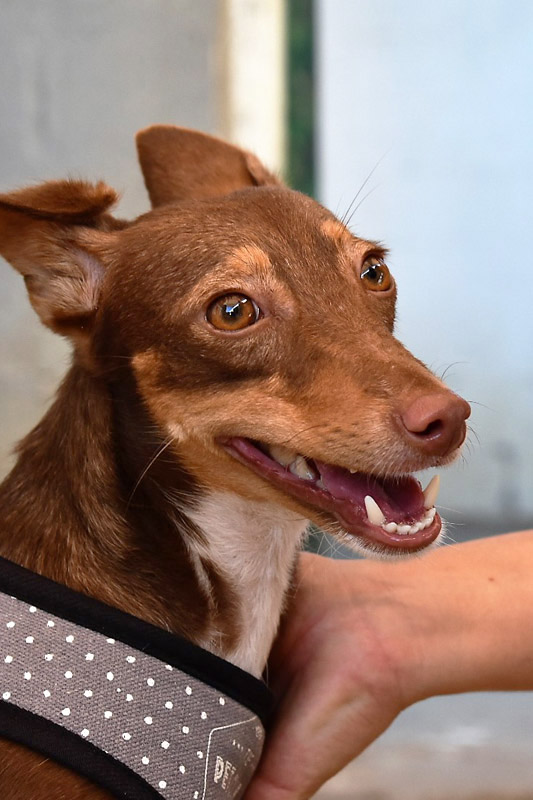 Hund Luchi, Hündin - Rasse: Podenco-Mischling