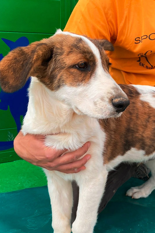 Hund Luigi, Rüde - Rasse: Mischling