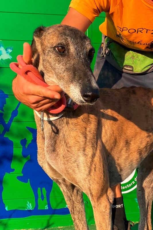 Hund Lukas2, Rüde - Rasse: Galgo Espanol