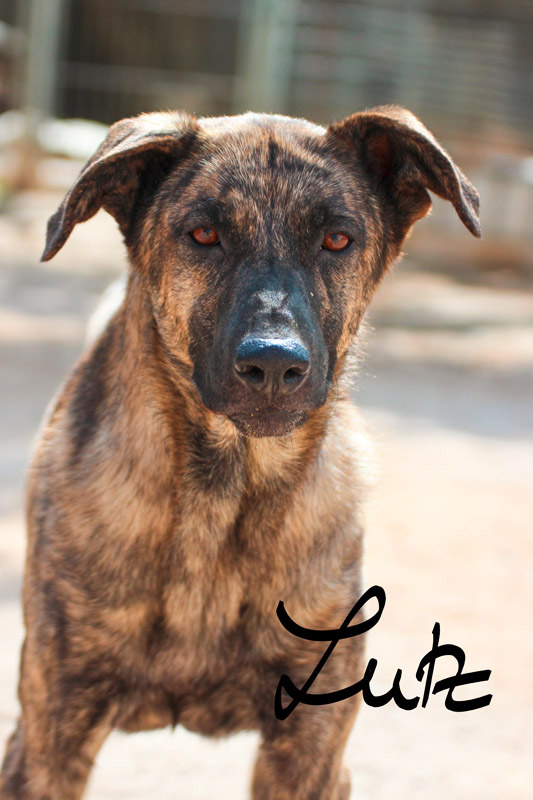 Hund Lutz, Rüde - Rasse: Schäferhundmischling