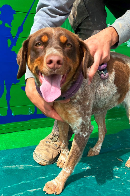 Hund Macarena - Rasse: Mischling