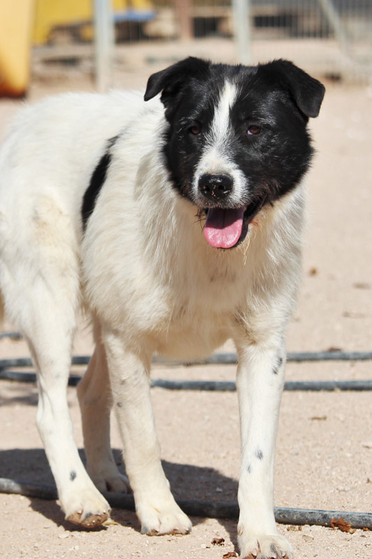 Hund Maceo - Rasse: Mischling