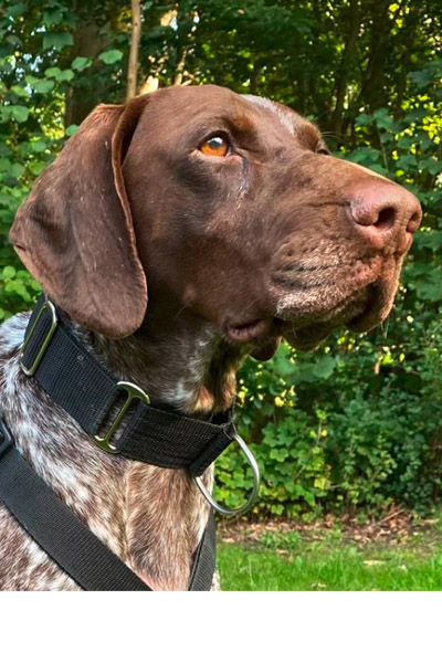 Hund Maceta - Rasse: Deutsch Kurzhaar