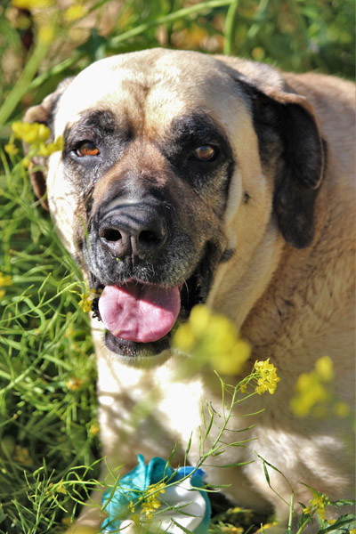 Hund Mar, Hündin - Rasse: Boxer-Doggen-Mischling