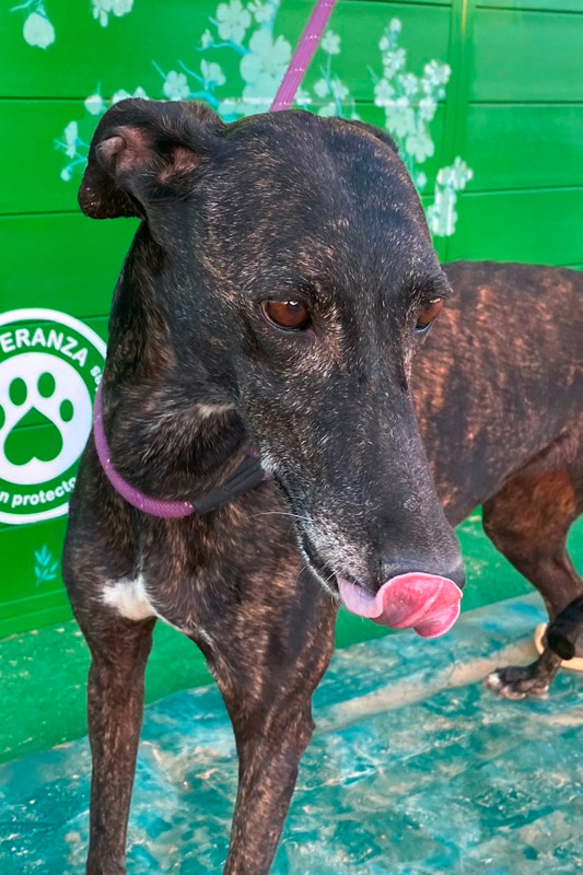 Hund Marea, Hündin - Rasse: Galgo Espanol